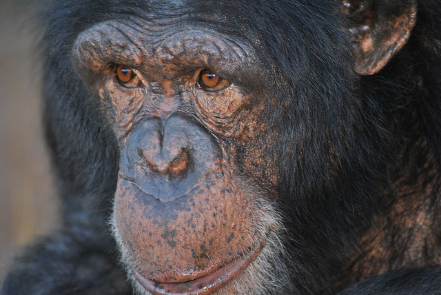 How To Create Cool Artwork When You Draw Like A Chimp The Design Range